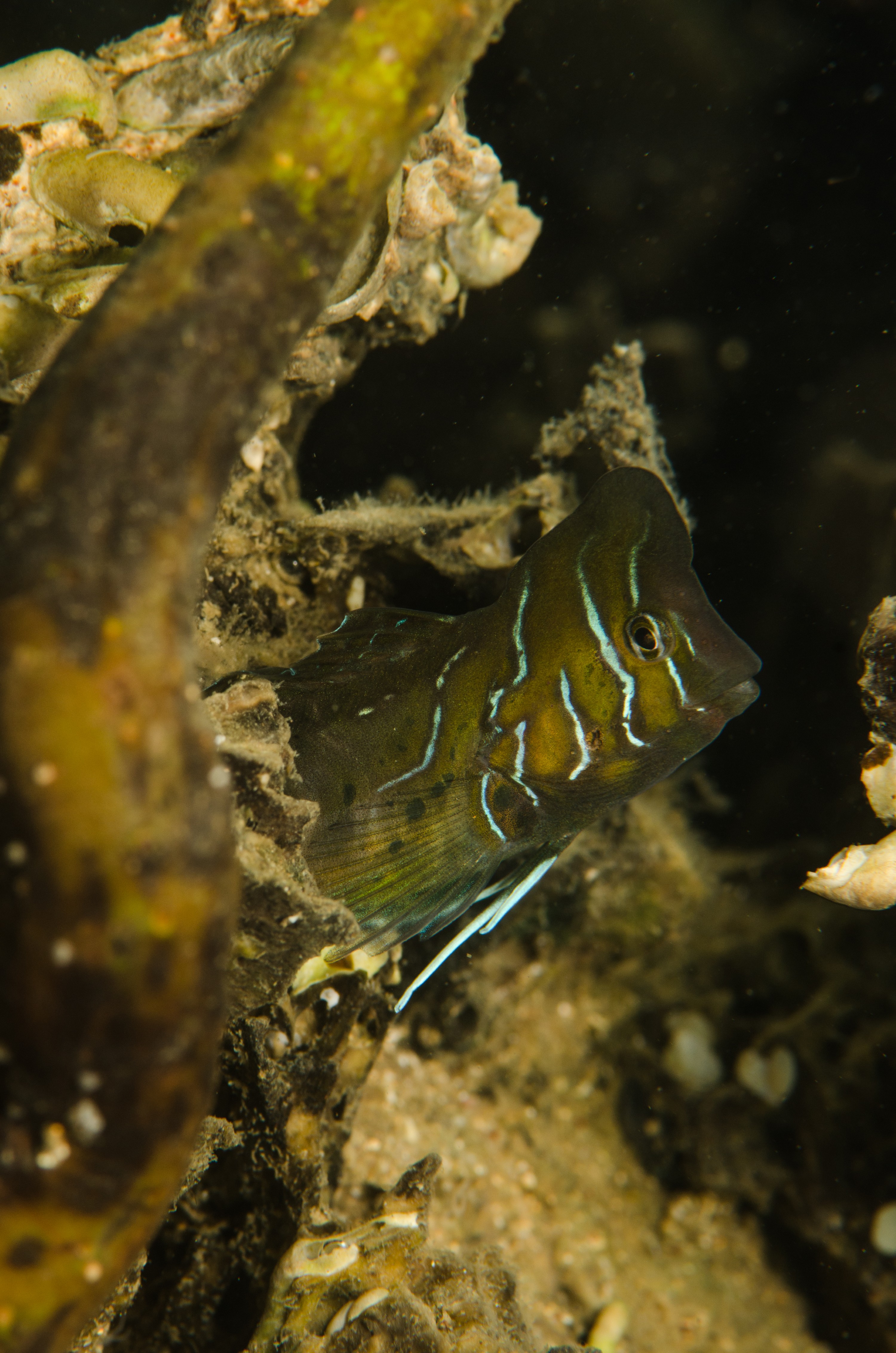 DSC_8529 – Australian, Omobranchus anolius, blenny, crispin, estuary, matapouri, new, nz, oyster, zealand, JAN17